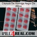 Cápsula De Hormiga Negra De África 19